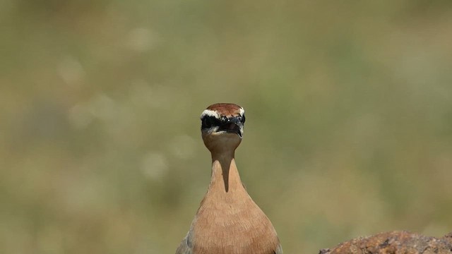 Indian Courser - ML626775165