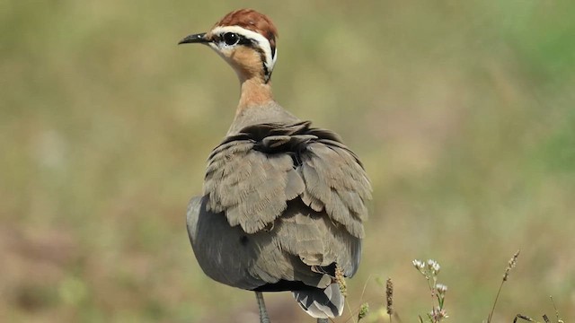 Indian Courser - ML626775166