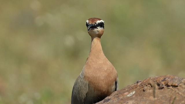 Indian Courser - ML626775167