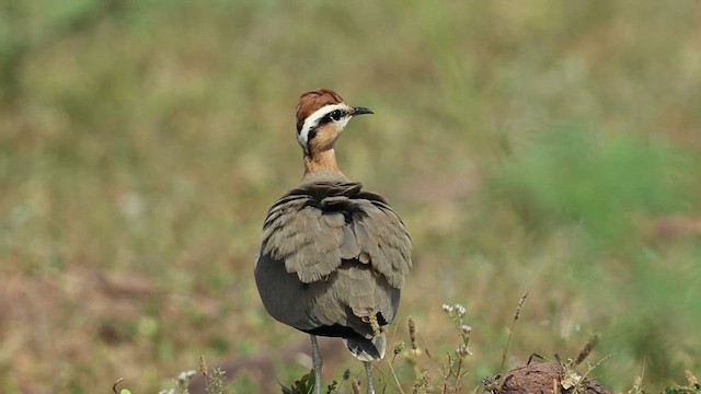 Indian Courser - ML626775168