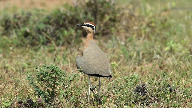 Indian Courser - ML626775169