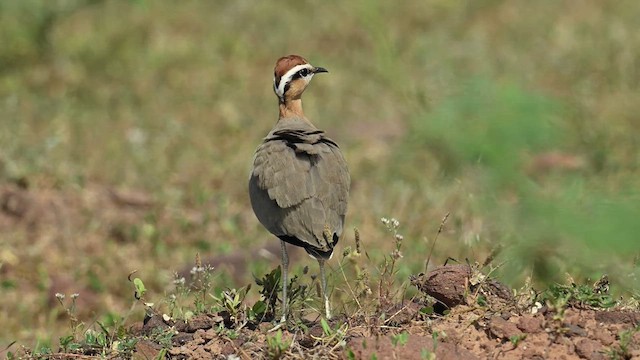 Indian Courser - ML626775170