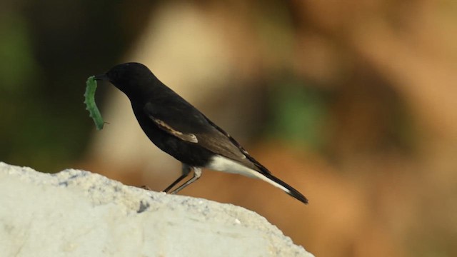 Variable Wheatear (Strickland's) - ML626775203
