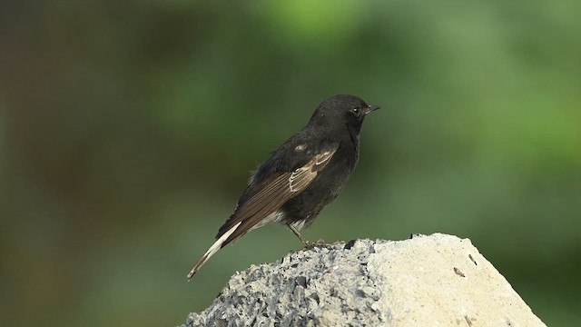 Variable Wheatear (Strickland's) - ML626775204