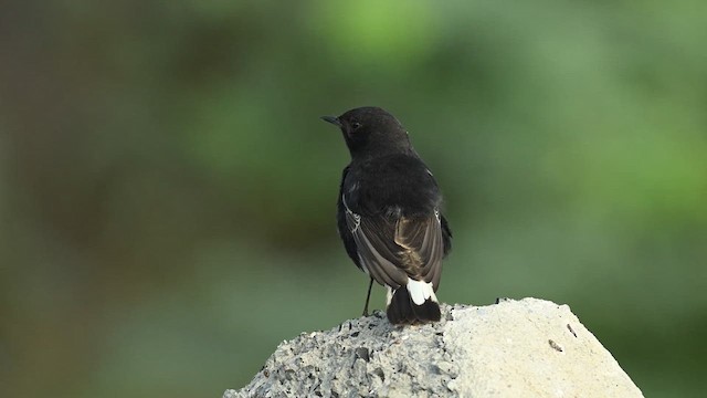 Variable Wheatear (Strickland's) - ML626775207