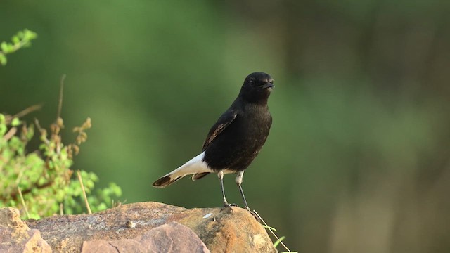 Variable Wheatear (Strickland's) - ML626775208