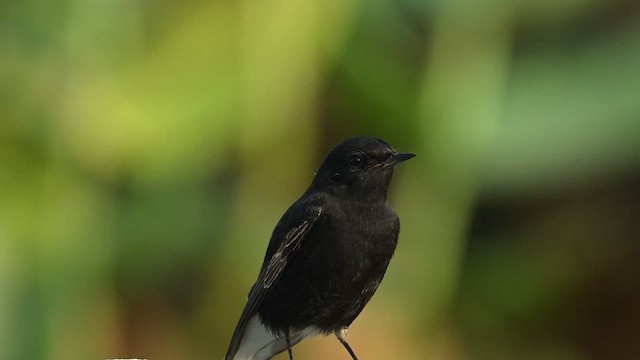 Variable Wheatear (Strickland's) - ML626775209