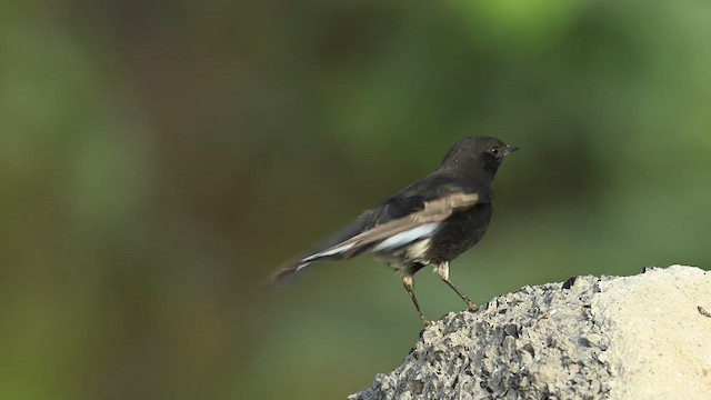 Variable Wheatear (Strickland's) - ML626775210