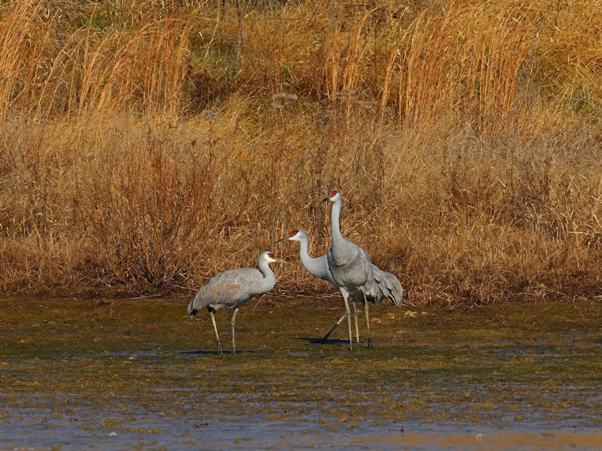 Sandhill Crane - ML626775289