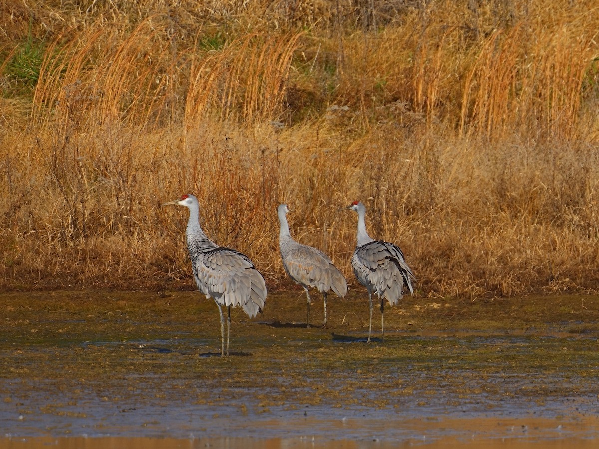 Sandhill Crane - ML626775290