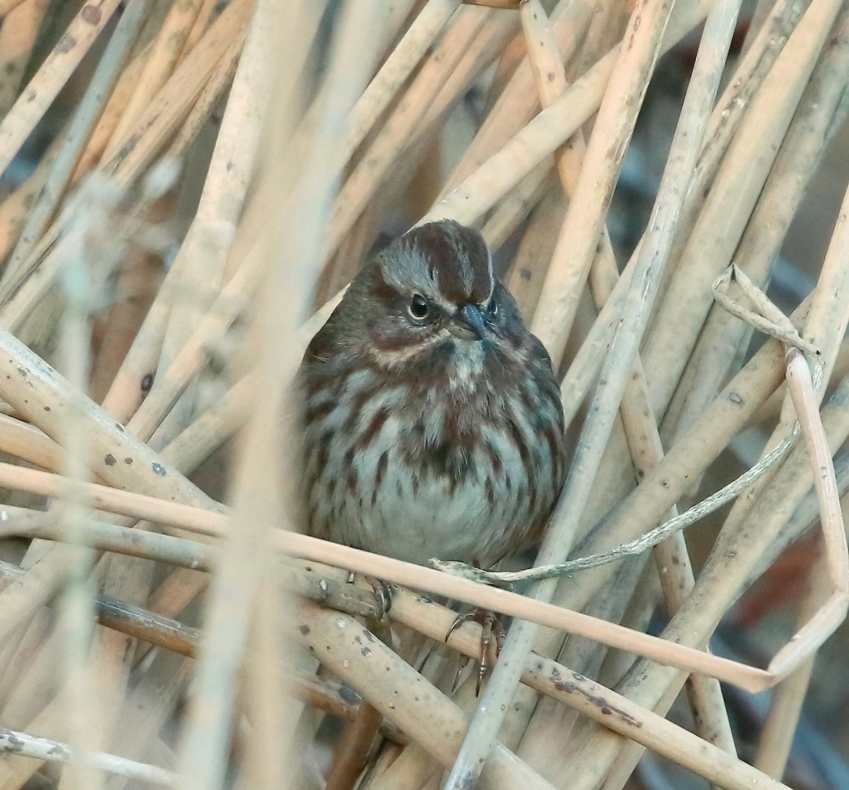 Song Sparrow - ML626775432