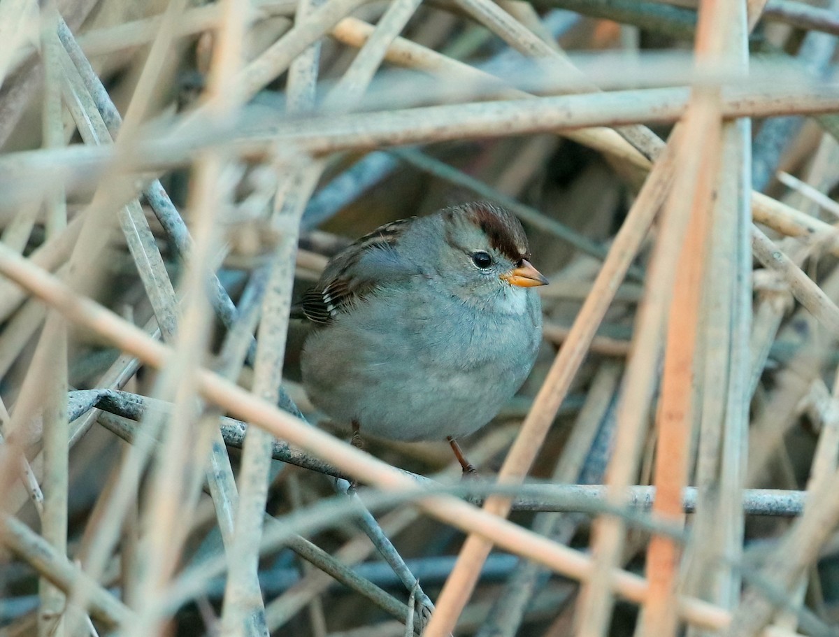White-crowned Sparrow - ML626775453