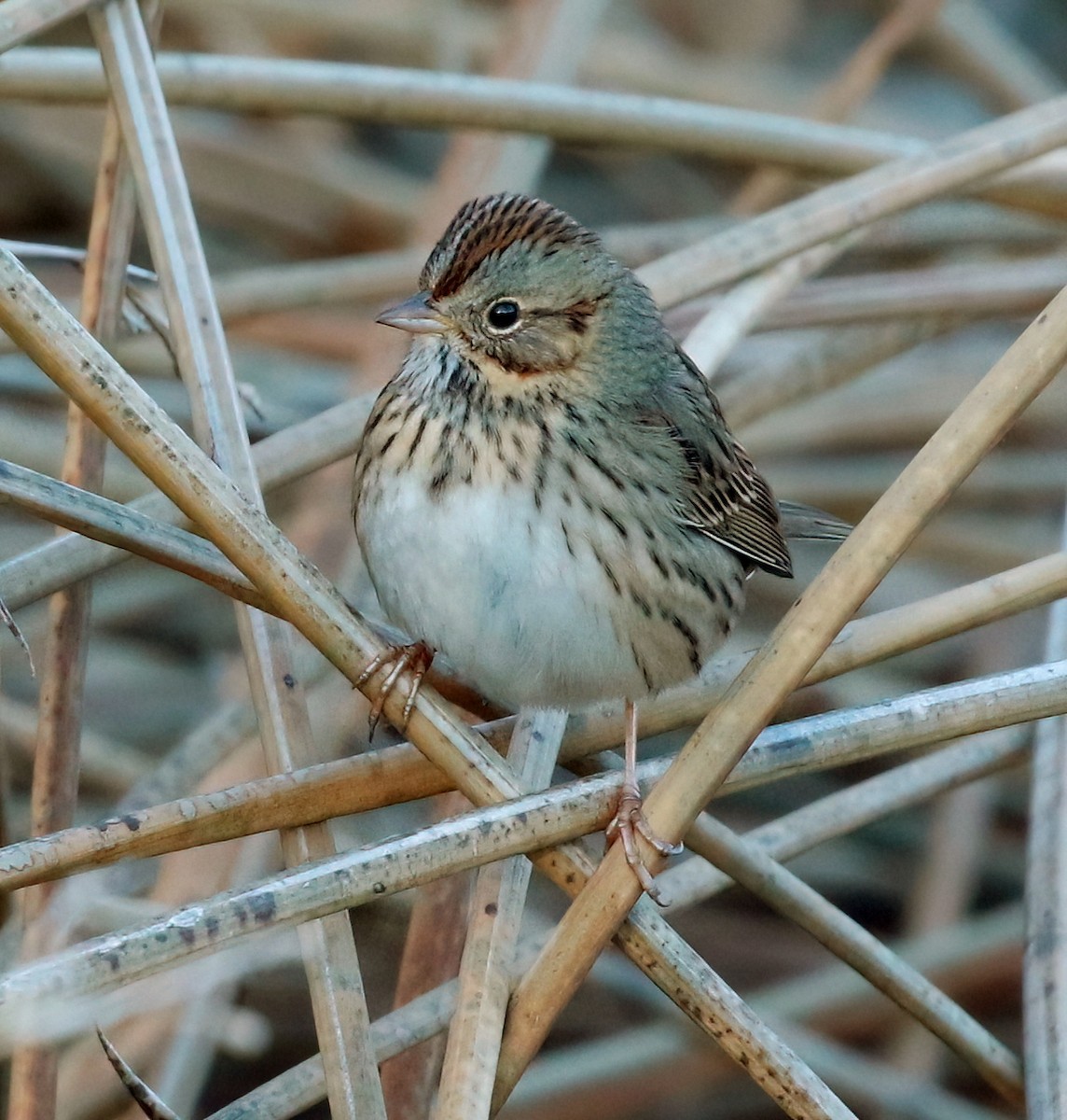 Lincoln's Sparrow - ML626775503