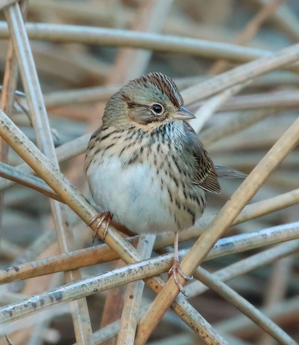 Lincoln's Sparrow - ML626775546