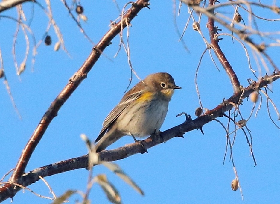 Yellow-rumped Warbler - ML626775585