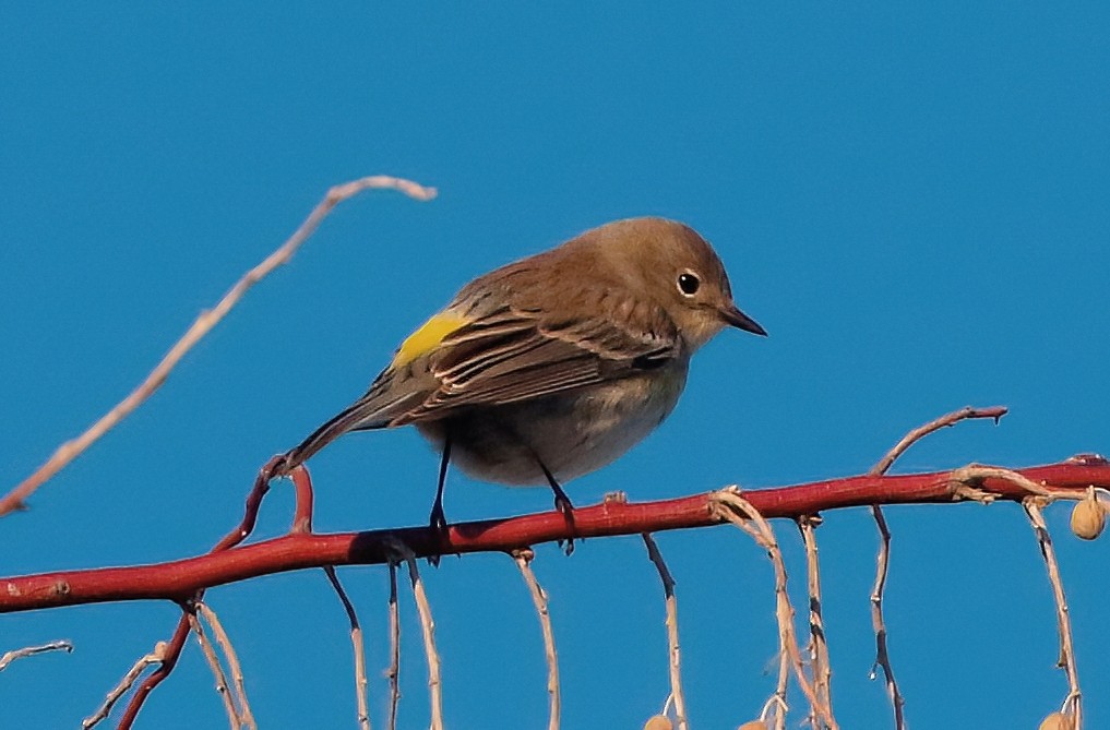Yellow-rumped Warbler - ML626775623