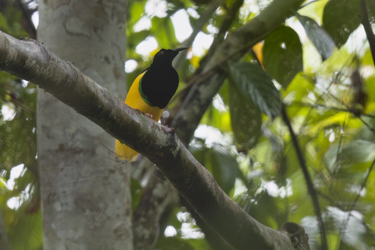 Twelve-wired Bird-of-Paradise - ML626775742