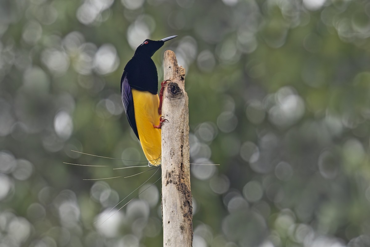 Twelve-wired Bird-of-Paradise - ML626775743