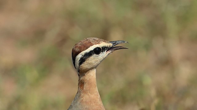 Indian Courser - ML626775912