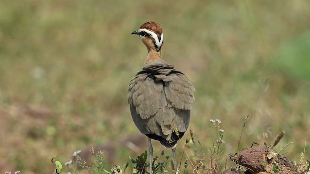 Indian Courser - ML626775913