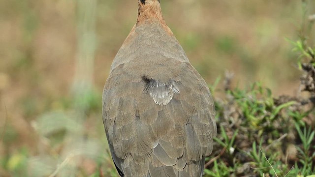 Indian Courser - ML626775914