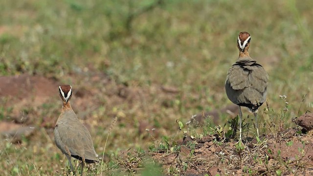 Indian Courser - ML626775915