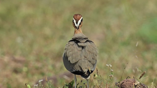 Indian Courser - ML626775916