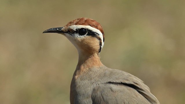 Indian Courser - ML626775917