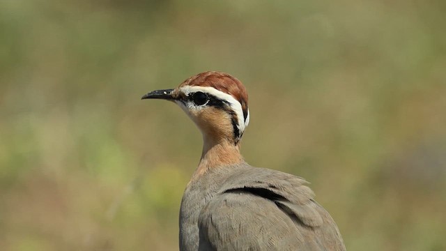 Indian Courser - ML626775918