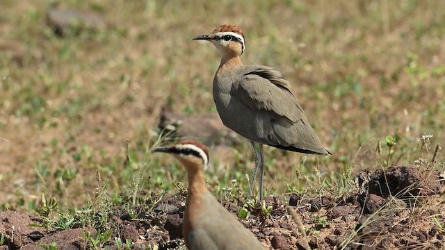 Indian Courser - ML626775919