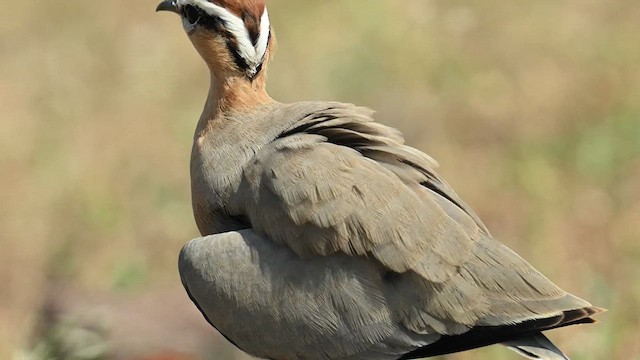 Indian Courser - ML626775920