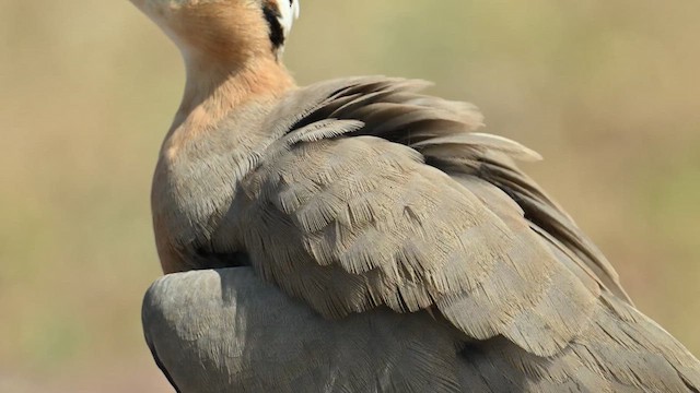 Indian Courser - ML626775921
