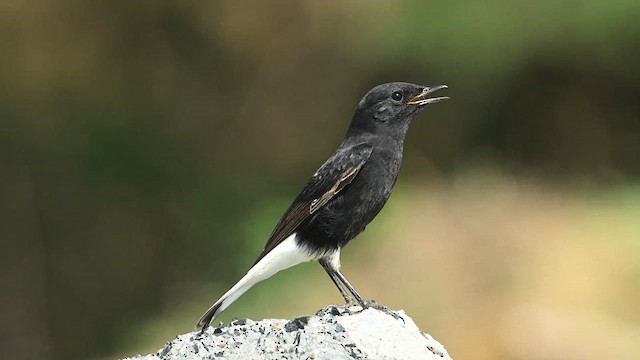 Variable Wheatear (Strickland's) - ML626775990