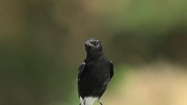 Variable Wheatear (Strickland's) - ML626775991