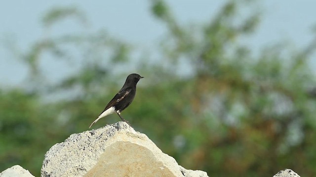 Variable Wheatear (Strickland's) - ML626775992