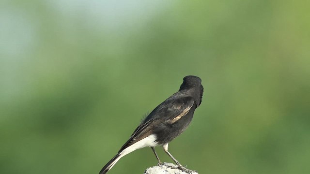 Variable Wheatear (Strickland's) - ML626775993