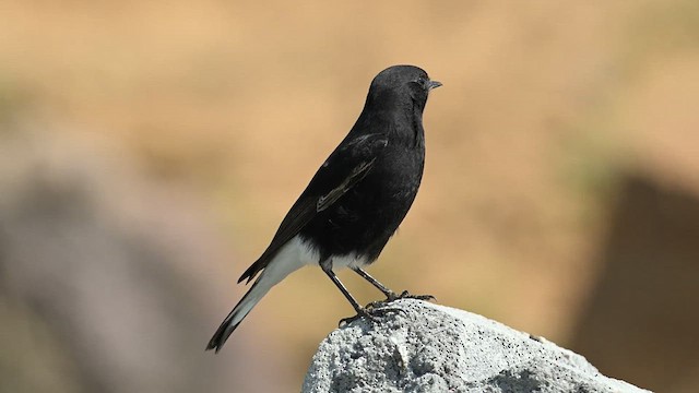 Variable Wheatear (Strickland's) - ML626775994