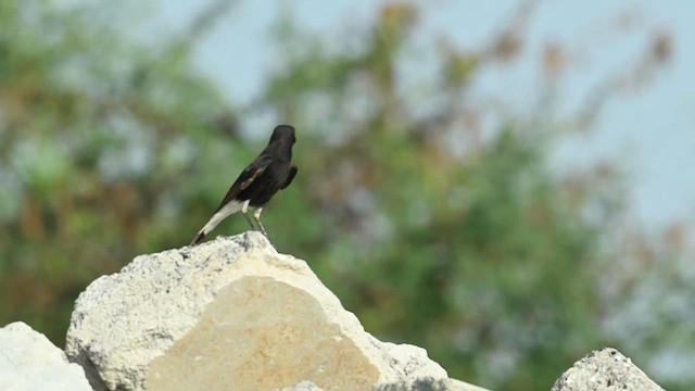 Variable Wheatear (Strickland's) - ML626775995