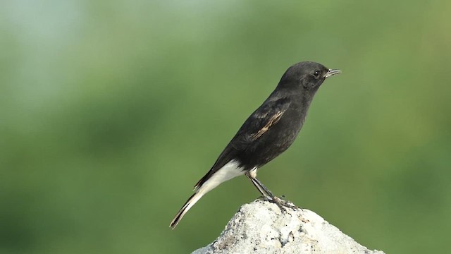 Variable Wheatear (Strickland's) - ML626775996