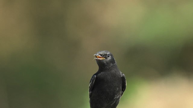Variable Wheatear (Strickland's) - ML626775998