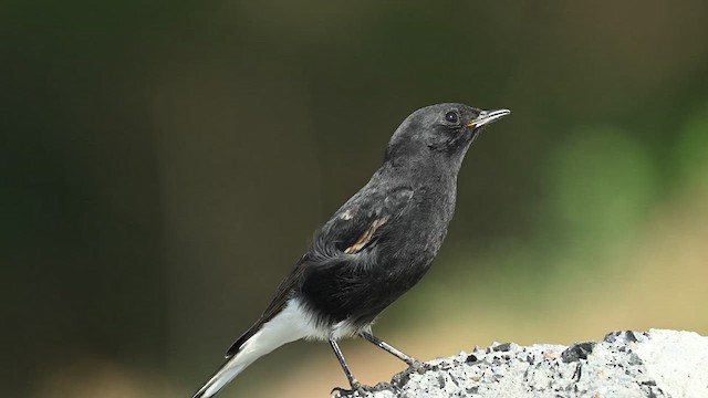 Variable Wheatear (Strickland's) - ML626775999