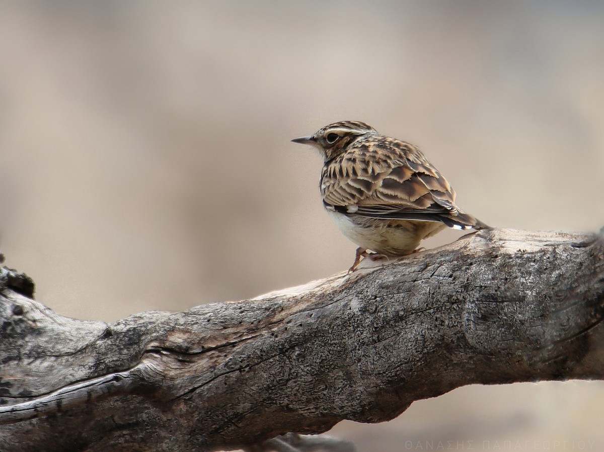 Wood Lark - ML626776055