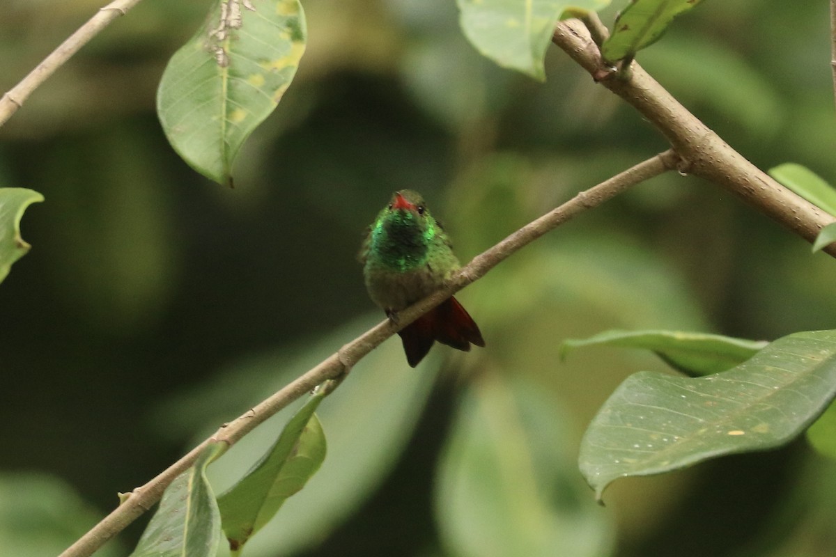 Rufous-tailed Hummingbird - ML626776179