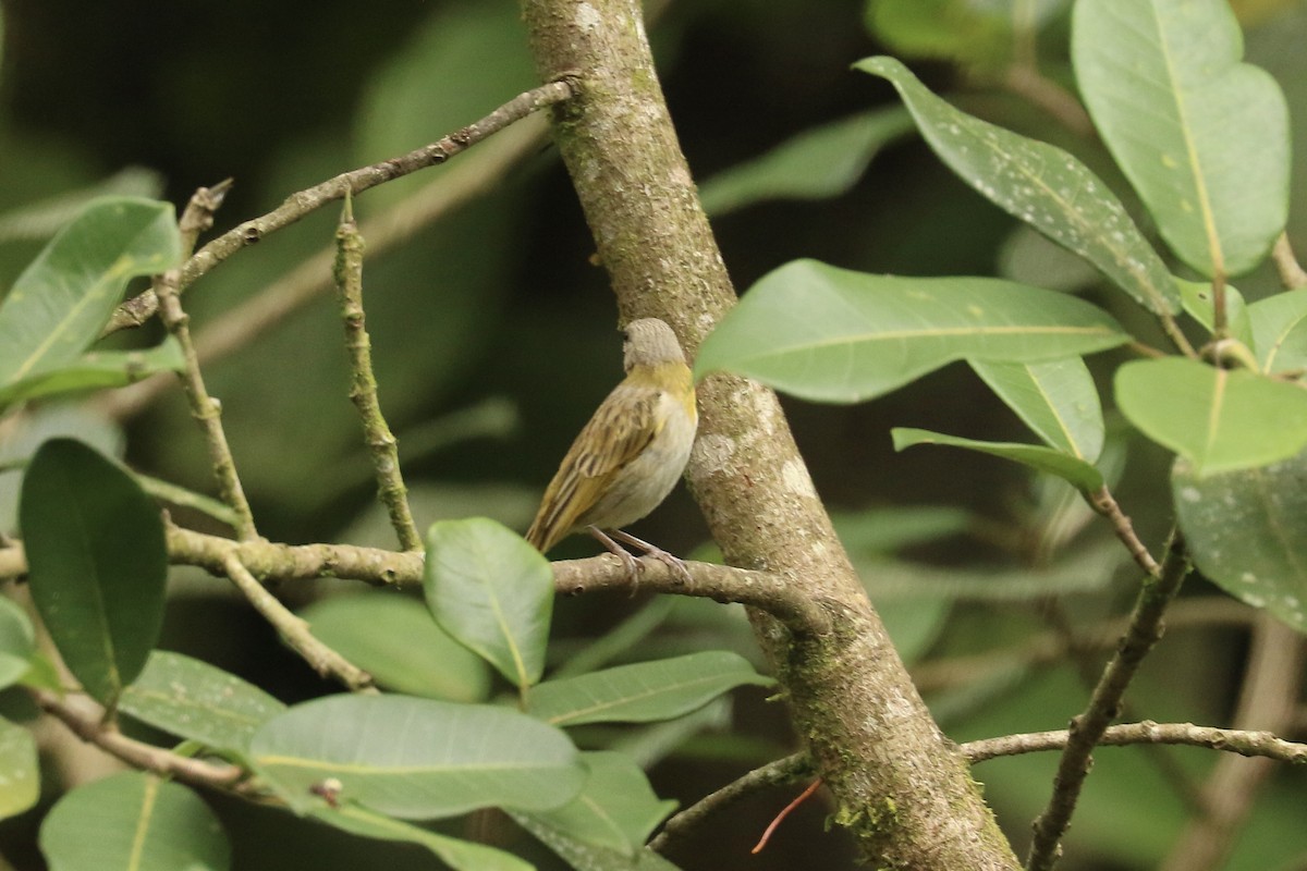Saffron Finch - ML626776181