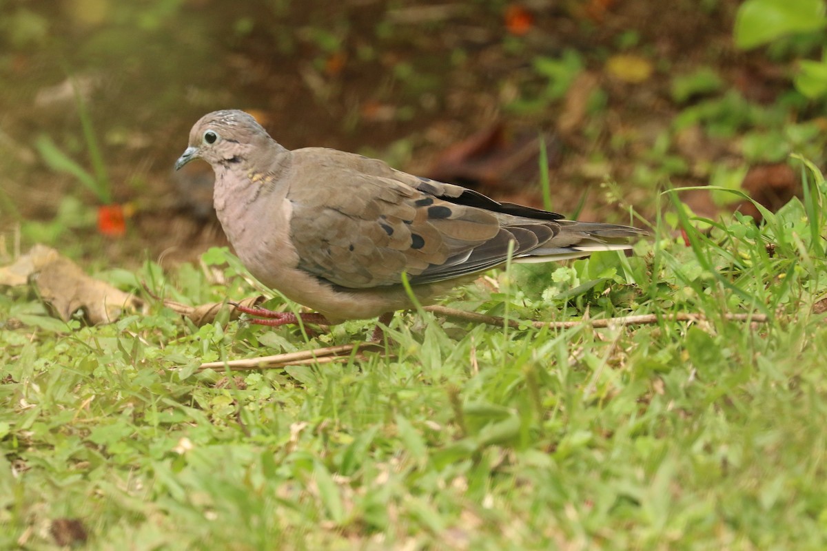 Eared Dove - ML626776249