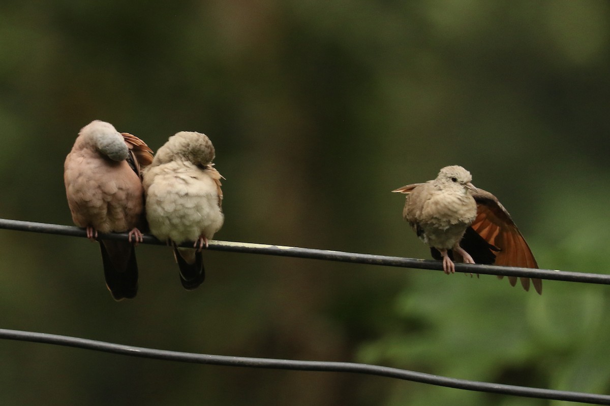 Ruddy Ground Dove - ML626776268