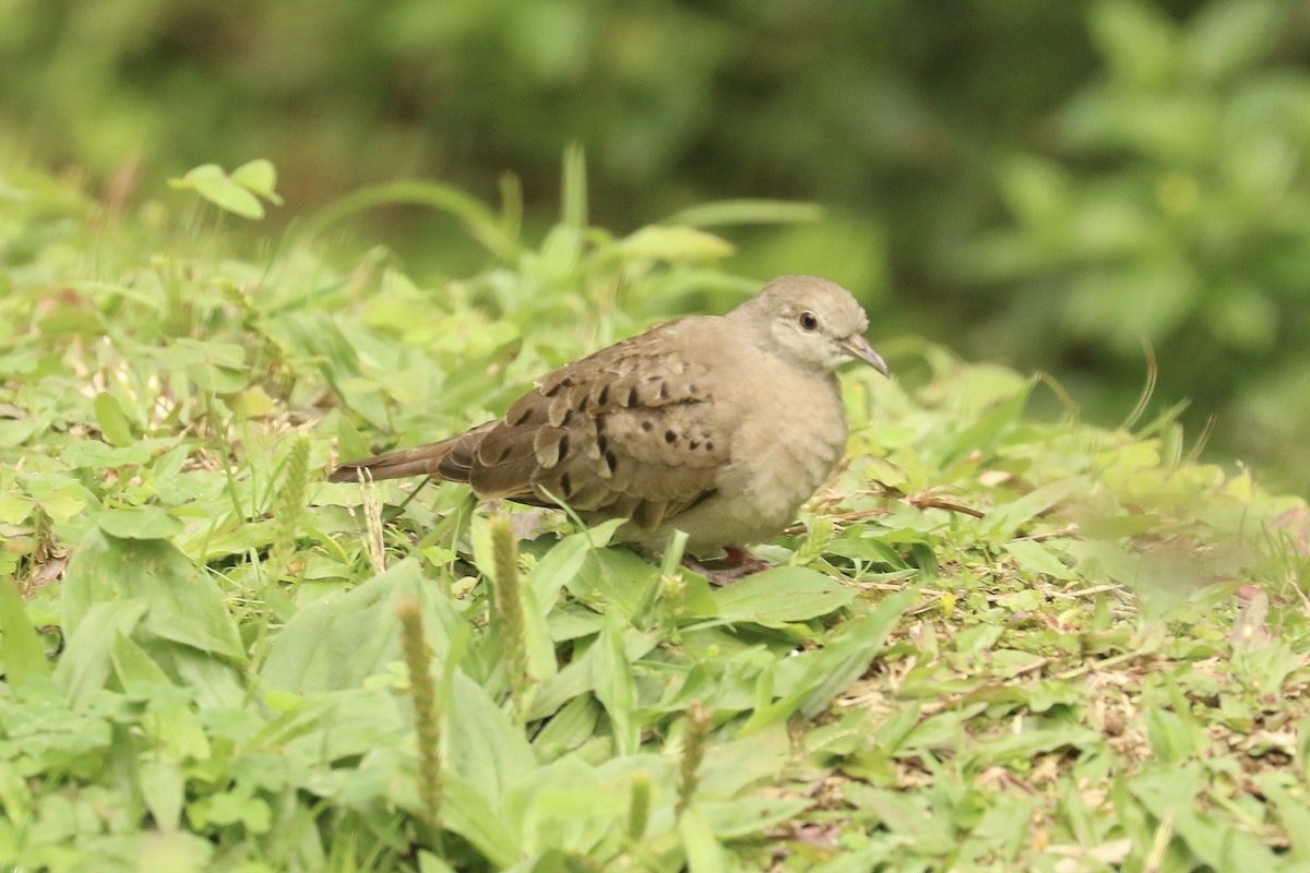 Ruddy Ground Dove - ML626776269