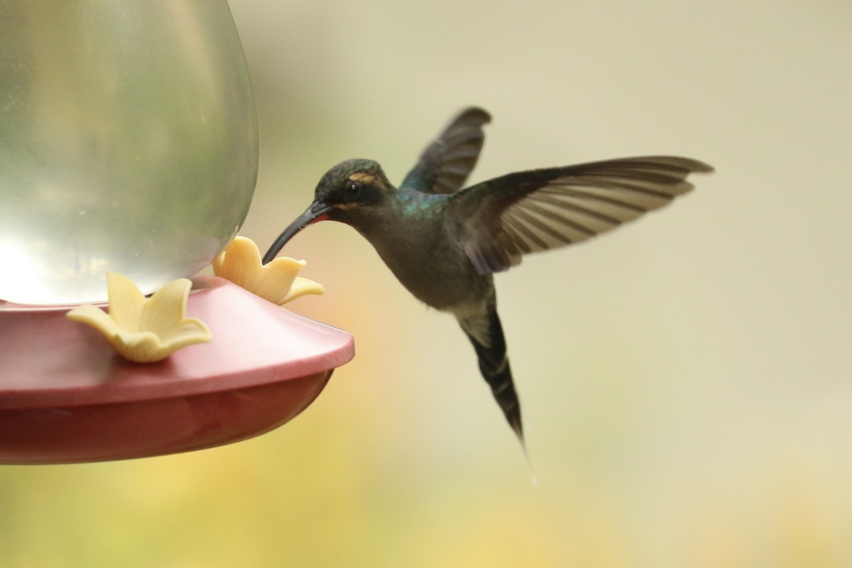 Green Hermit - ML626776336