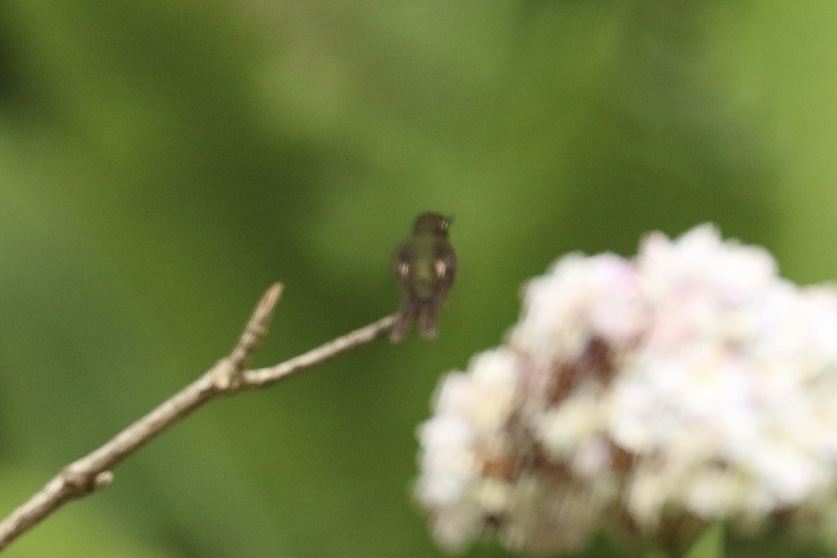 White-booted Racket-tail - ML626776343