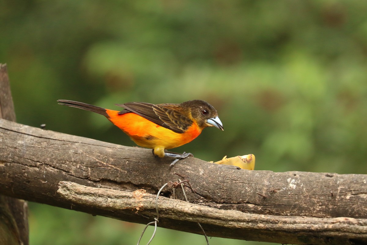 Flame-rumped Tanager (Flame-rumped) - ML626776352